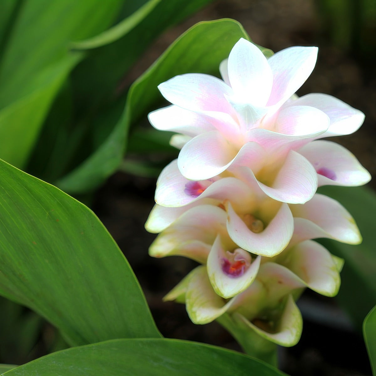 Curcuma Anna Paulowna P10curapa - Garden Express Australia
