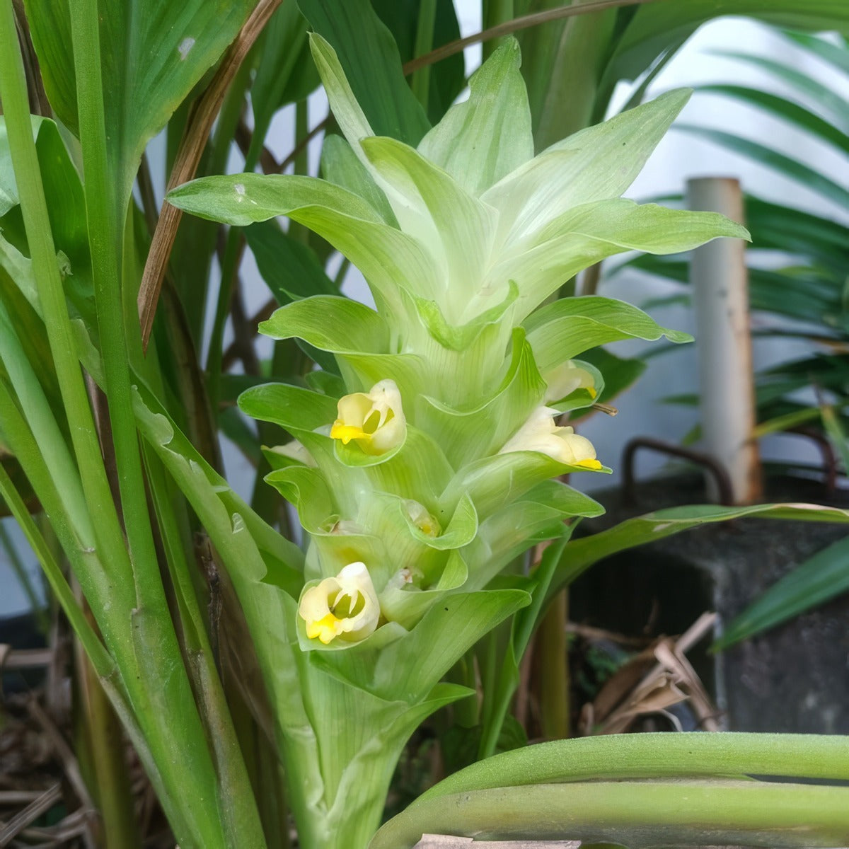 Curcuma Longa Turmeric Flower - Garden Express Australia