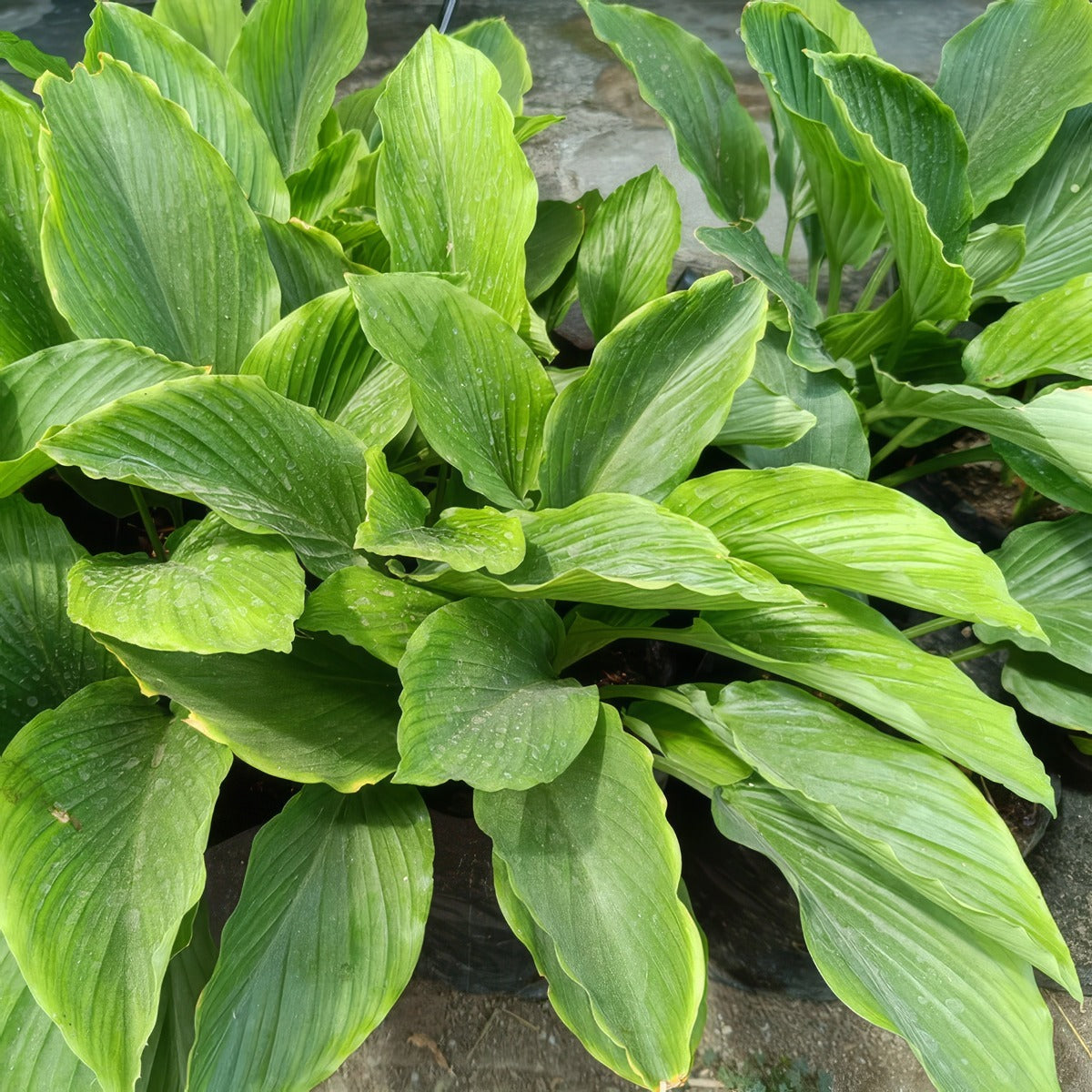 Curcuma Longa Turmeric Foliage - Garden Express Australia