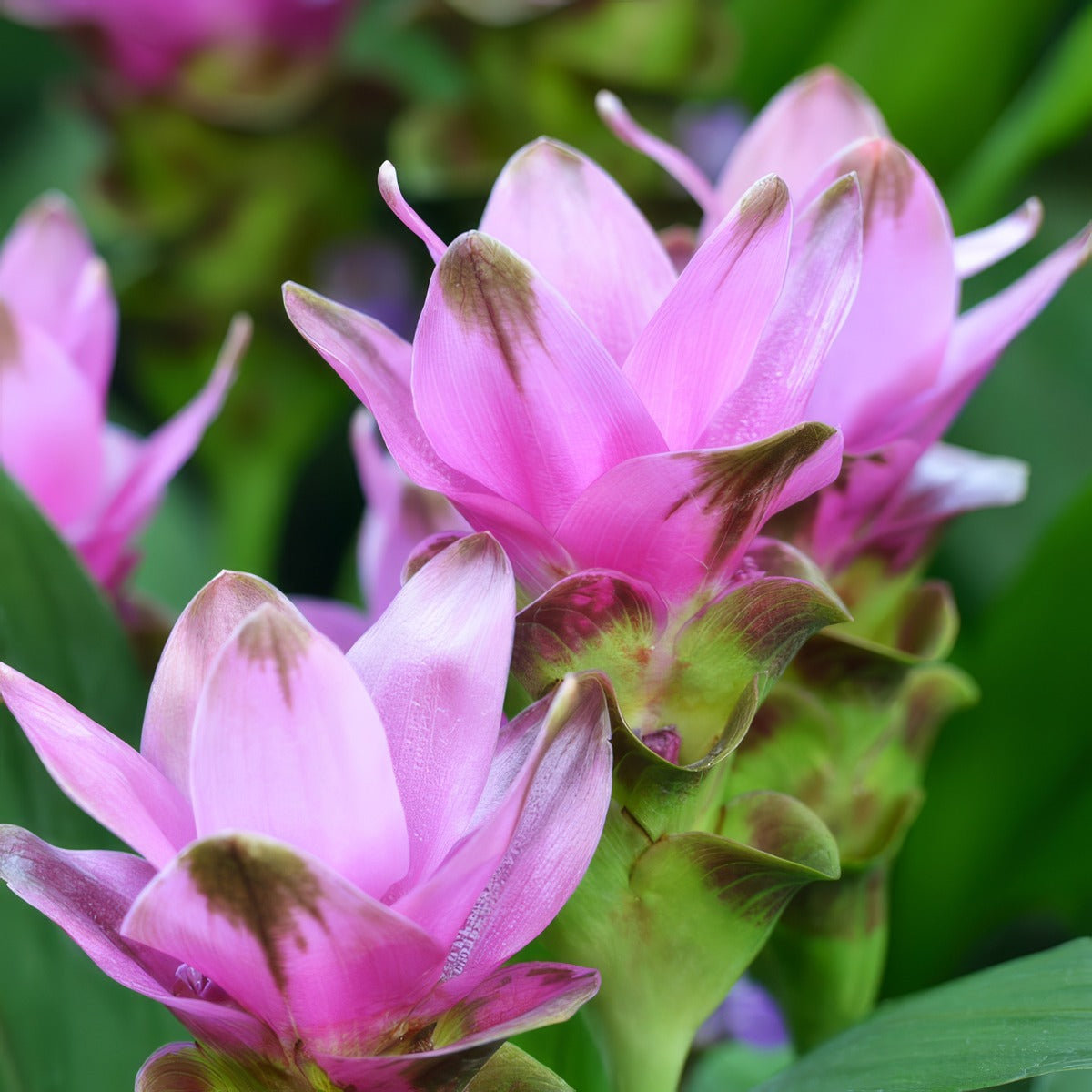 Curcuma Candy Pinkpkcurcpi - Garden Express Australia