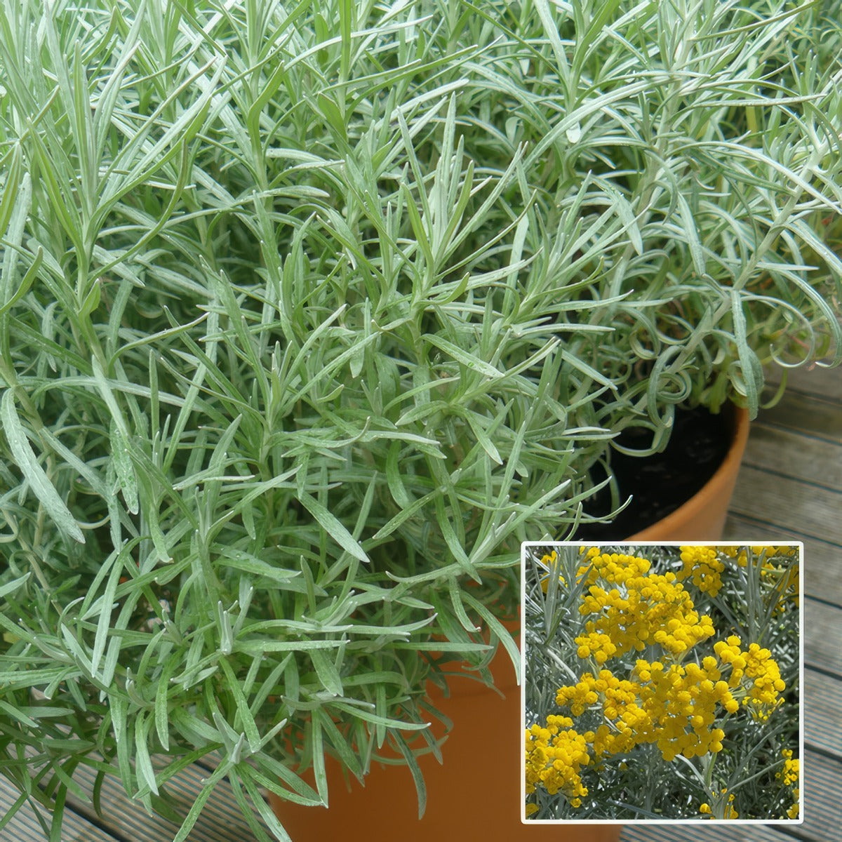 Curry Plant P68curpla - Garden Express Australia