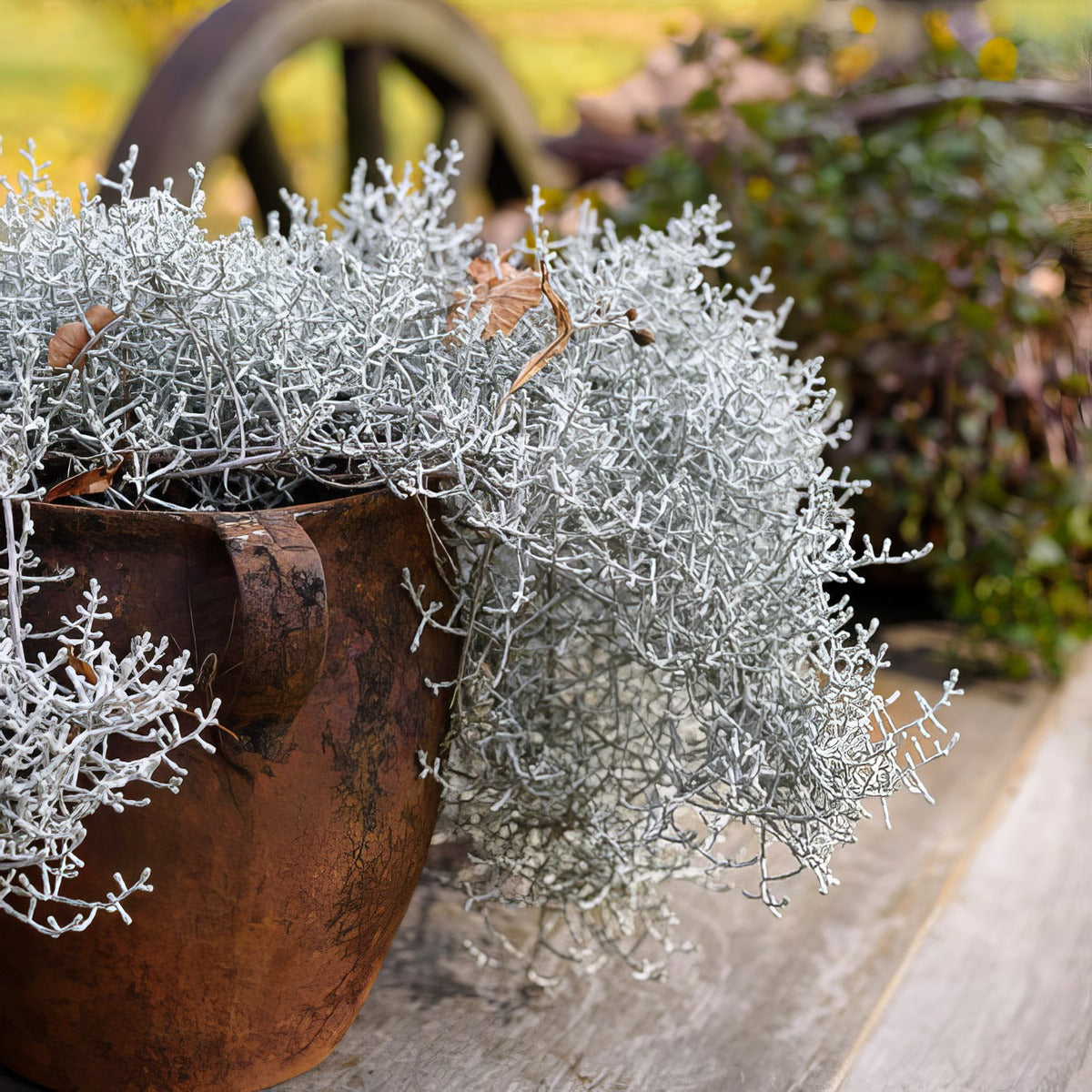 Cushion Bush - Garden Express Australia