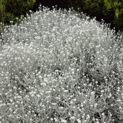 Cushion Bush Lpocusbus - Garden Express Australia