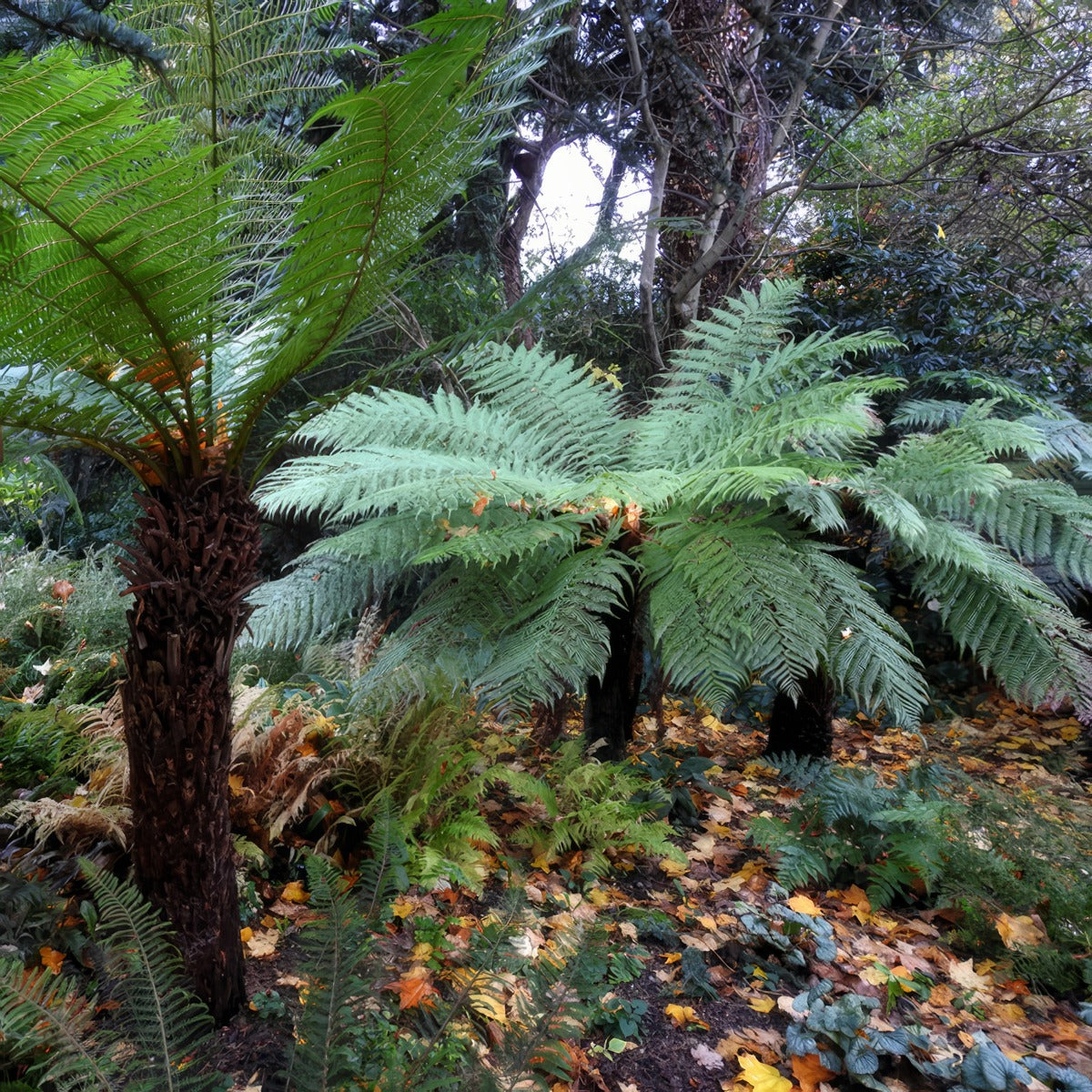 Cyathea Rough Tree Fern P20cyartf - Garden Express Australia