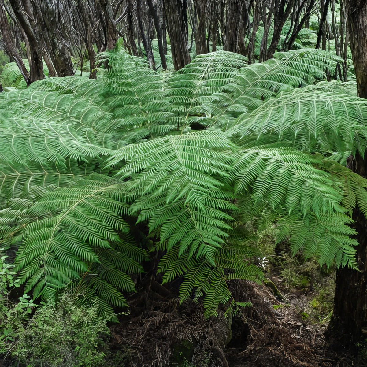 Cyathea Scaly Tree Fern P40cyastf - Garden Express Australia