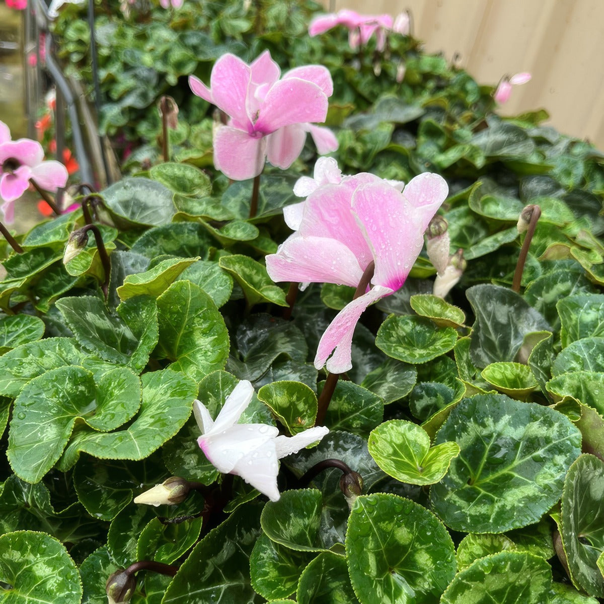 Cyclamen Mammoth Neon Flamed - Garden Express Australia