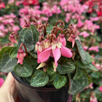 Cyclamen Djix Salmon With Eye - Garden Express Australia