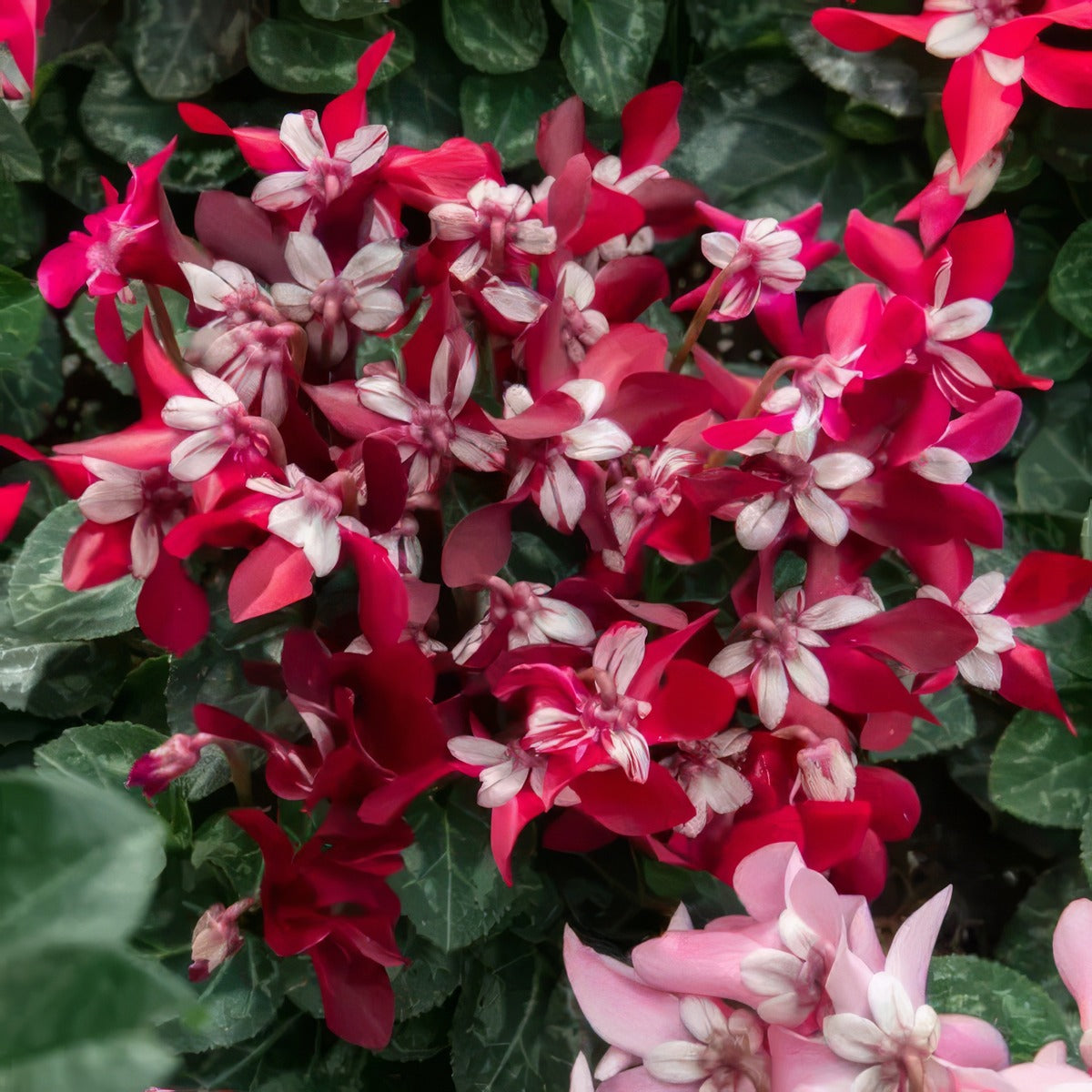 Cyclamen Dijx Wine Red P12cycdwr - Garden Express Australia