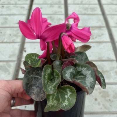 Cyclamen Xxl Neon Pink - Garden Express Australia