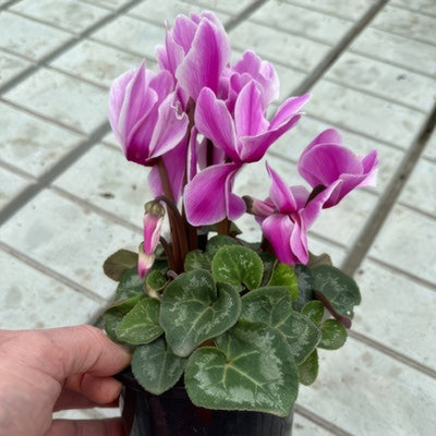 Cyclamen Xxl Violet Flamed - Garden Express Australia