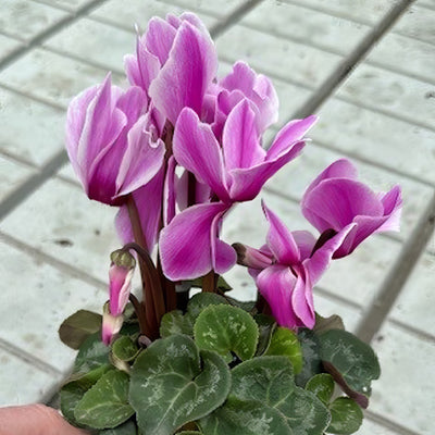 Cyclamen Xxl Violet Flamed P12cycxvf - Garden Express Australia