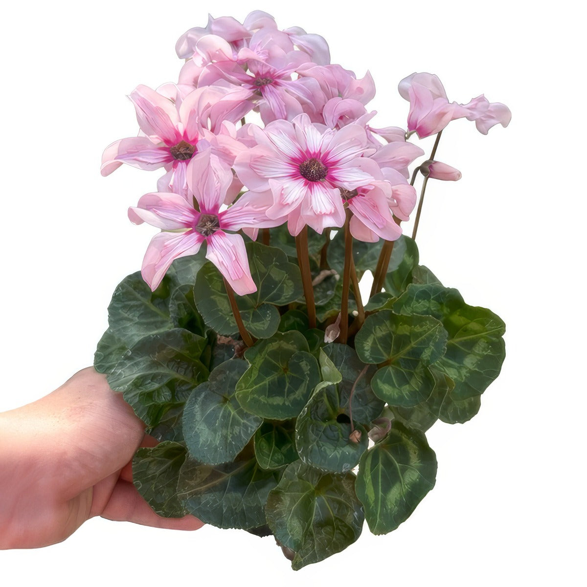 Cyclamen Illusia New 140mm - Garden Express Australia