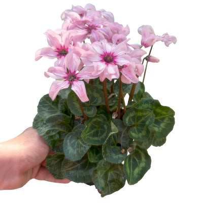 Cyclamen Illusia New 140mm - Garden Express Australia