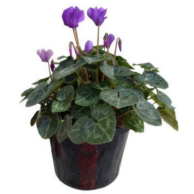 Cyclamon Dragonblue 180mm - Garden Express Australia