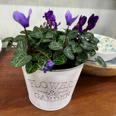Cyclamen Dragon Blue P68cycdbl - Garden Express Australia