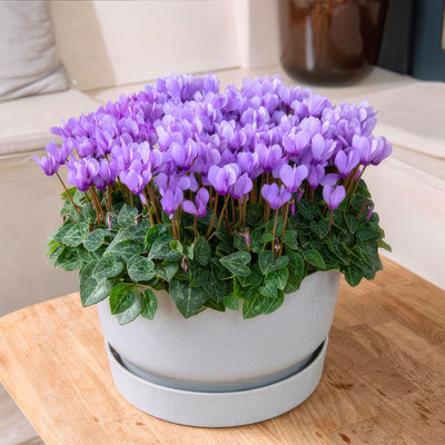 Cyclamen Dragon Blue - Garden Express Australia