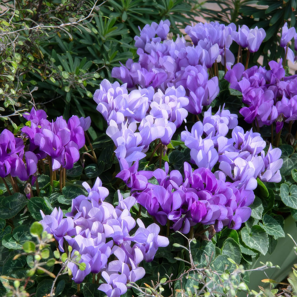 Dragonblue Colour Variation - Garden Express Australia