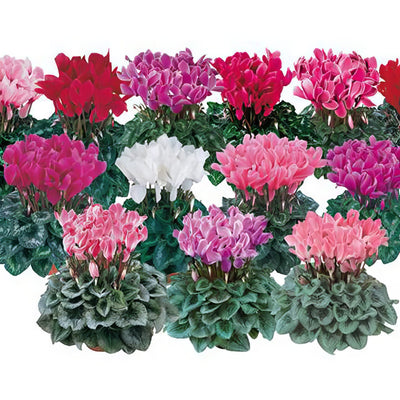 Cyclamen Halios Winter Mixed - Garden Express Australia