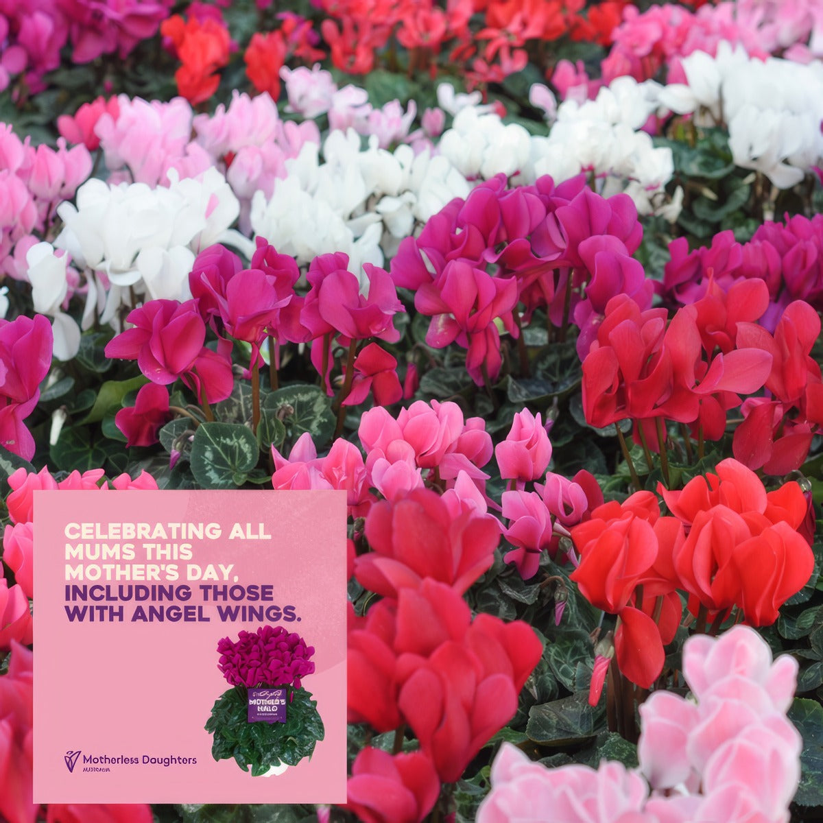 Cyclamen Mothers Halo Halios Winter Mixed P68cychwm - Garden Express Australia