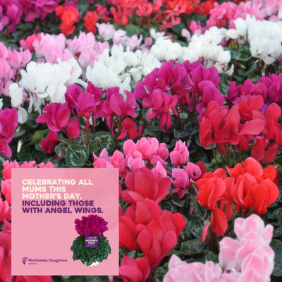 Cyclamen Mothers Halo Halios Winter Mixed P68cychwm - Garden Express Australia