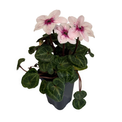Illusia 68mmpot - Garden Express Australia