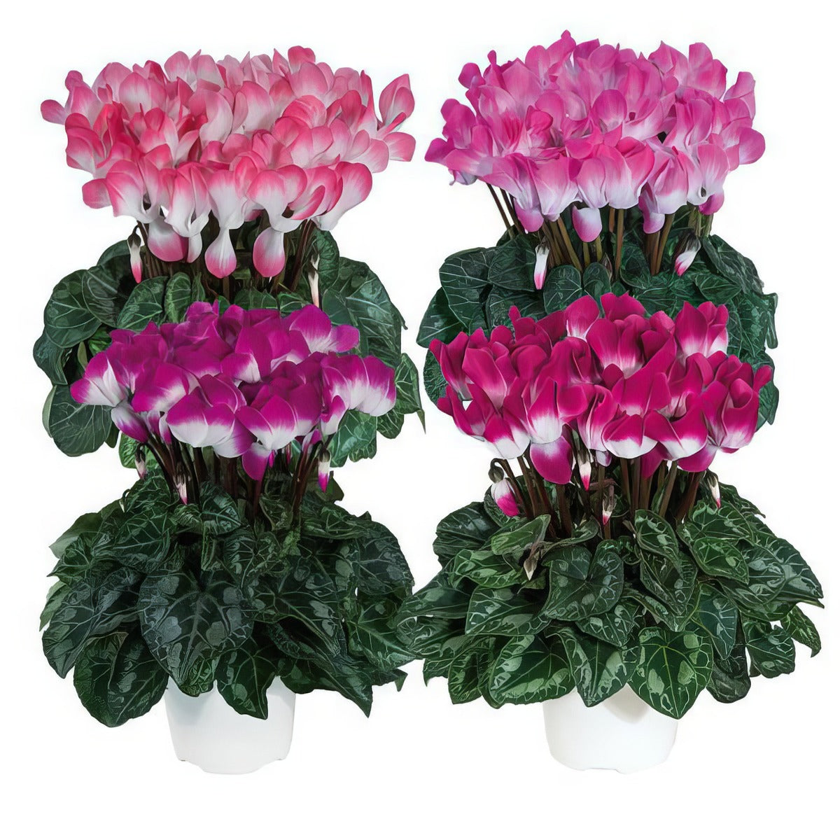 Cyclamen Indiaka Mixed - Garden Express Australia