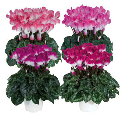 Cyclamen Indiaka Mixed - Garden Express Australia