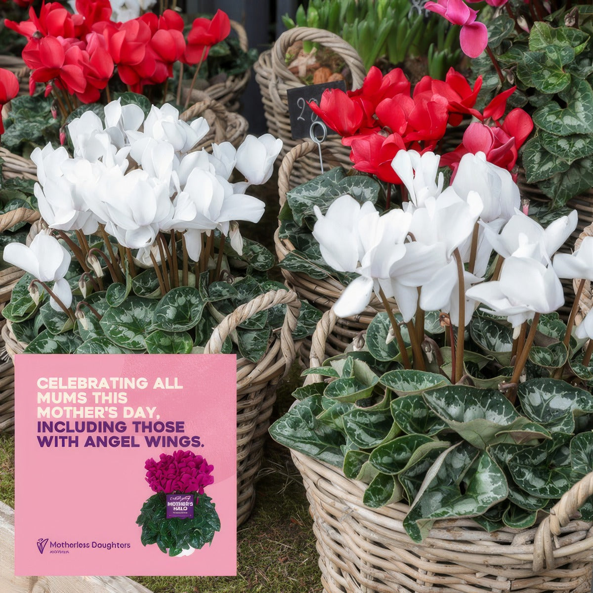 Cyclamen Mothers Halo White P10cycmhw - Garden Express Australia