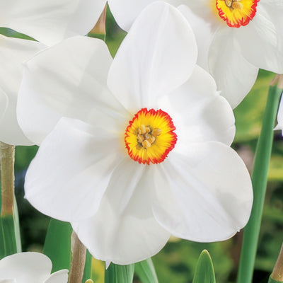 Daffodil Actaea Pkdafact 2025 - Garden Express Australia