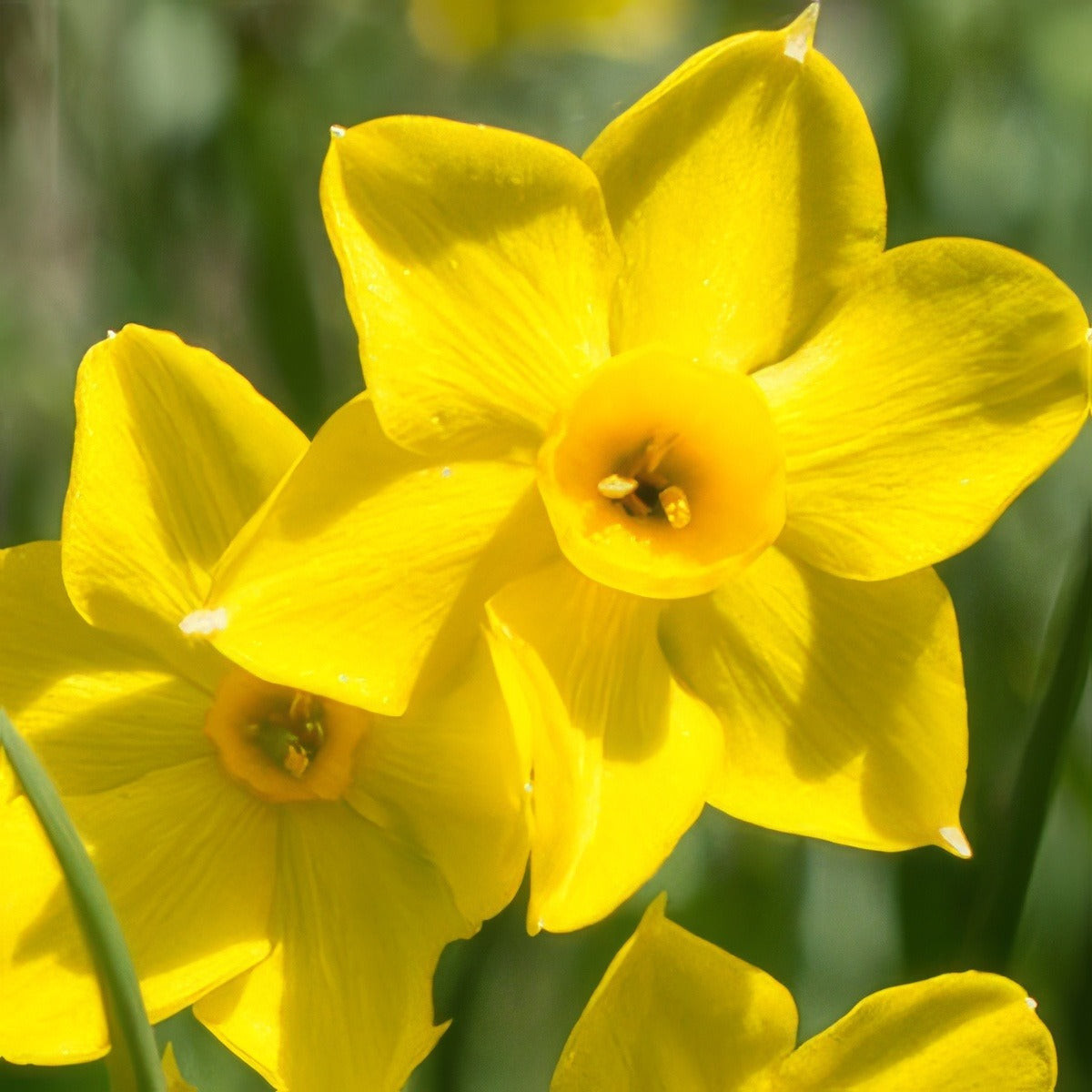 Daffodil Baby Boomer Pkdafbbo 3 2025 - Garden Express Australia