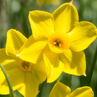 Daffodil Baby Boomer Pkdafbbo 3 2025 - Garden Express Australia
