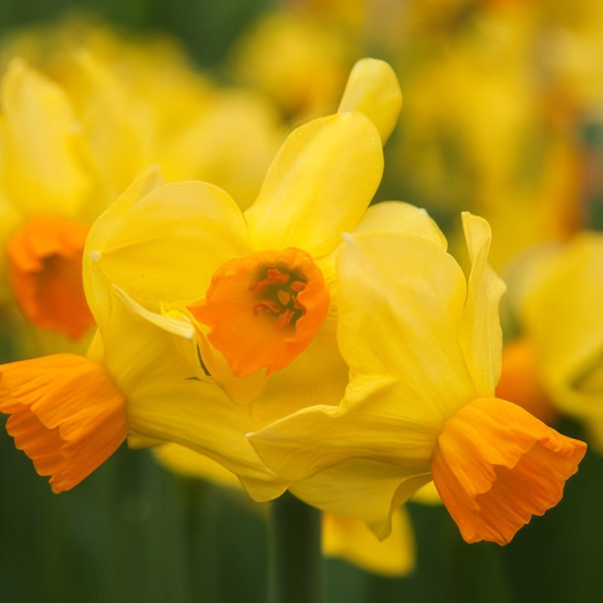 Daffodil Bittern Pkdafbit 2025 - Garden Express Australia