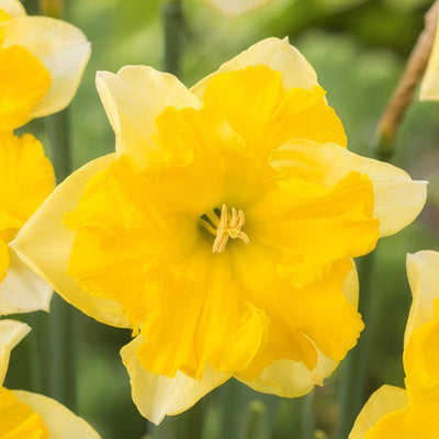 Daffodil Chanterelle Pkdafcha 2025 - Garden Express Australia