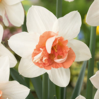 Daffodil Candy Princess Pkdafcpr 2025 - Garden Express Australia