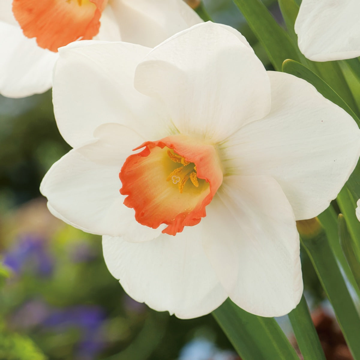 Daffodil Fragrant Rose Pkdaffro 2025 - Garden Express Australia