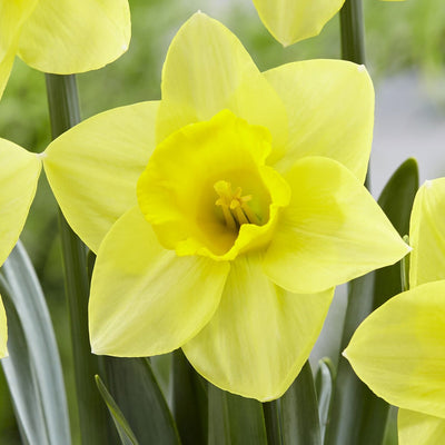 Daffodil Golden Salome 2 Pkdafgsa 2025 - Garden Express Australia