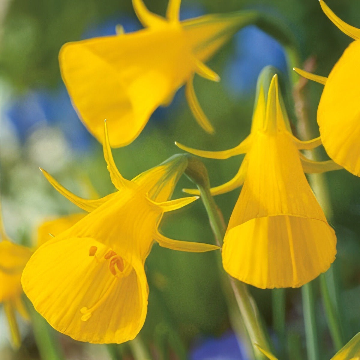 Daffodil Hoop Yellow 2 Pkdafhpy 2025 - Garden Express Australia