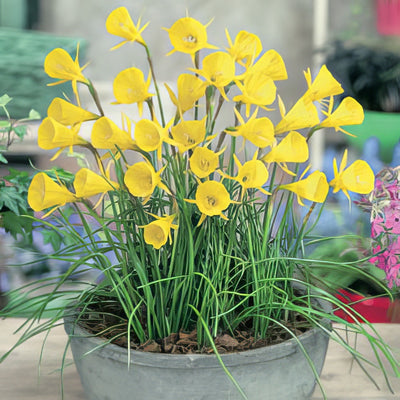 Daffodil Hoop Yellow Pkdafhpy 2018 - Garden Express Australia