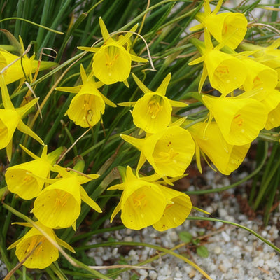 Daffodil Hoop Yellow Pkdafhpy 2025 - Garden Express Australia