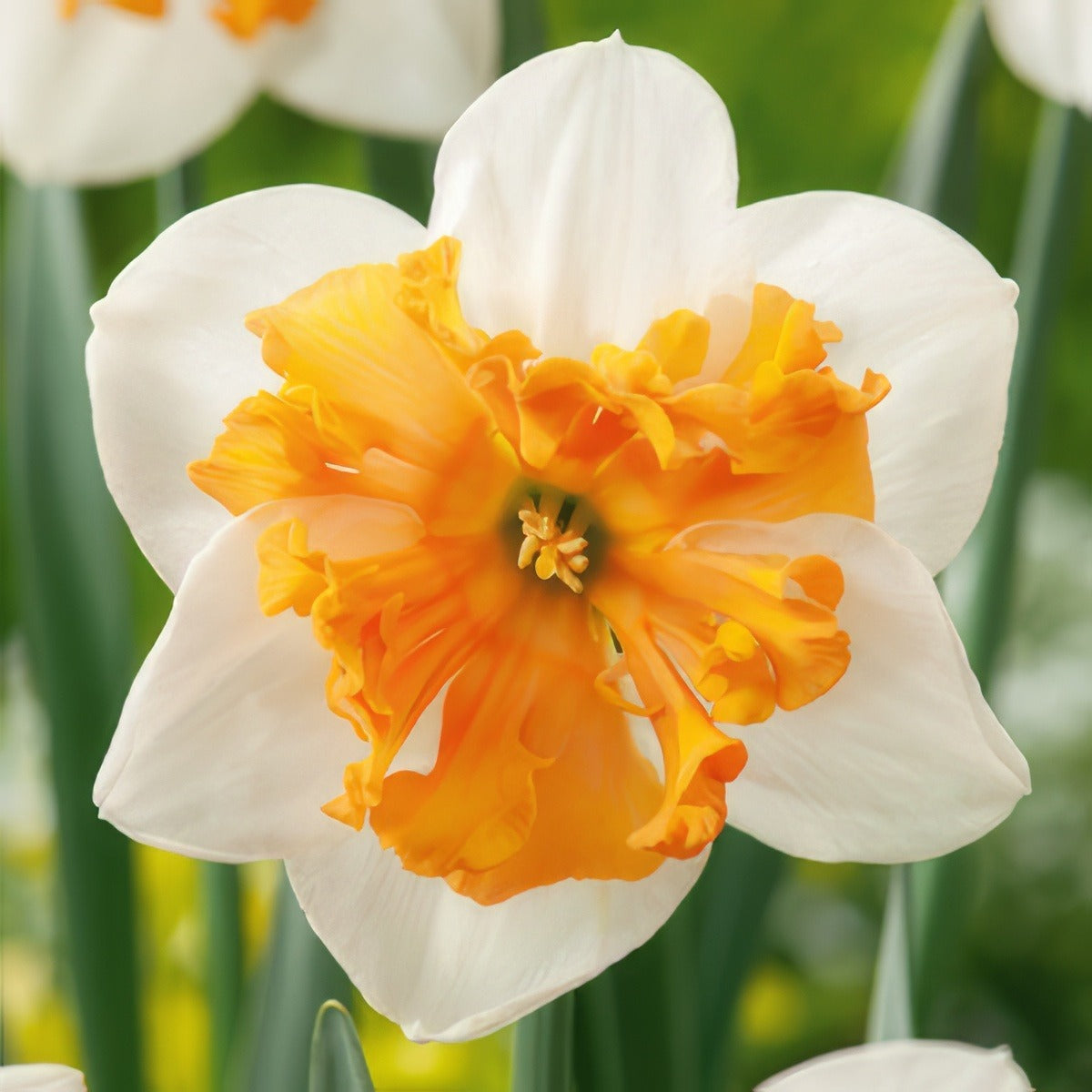 Daffodil Hungarian Rhapsody Pkdafhrh 2025 - Garden Express Australia