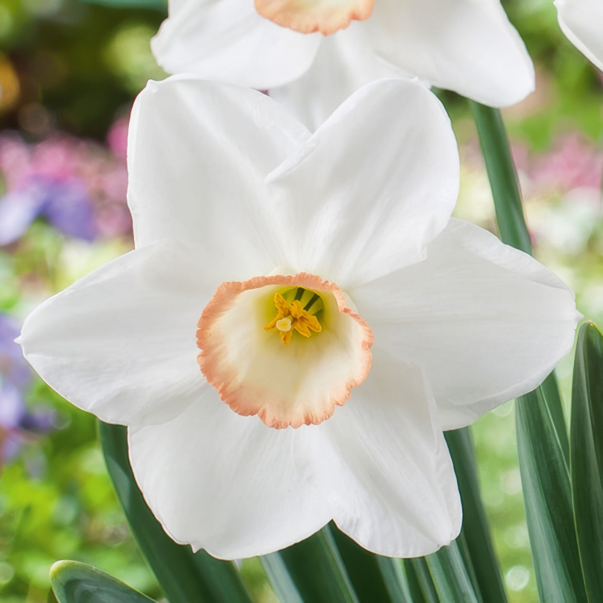 Daffodil High Society Pkdafhso 2025 - Garden Express Australia