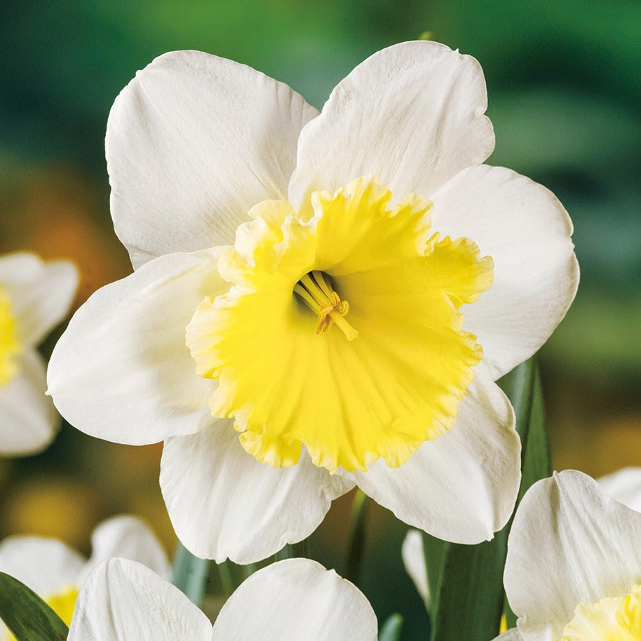 Daffodil Ice Follies Pkdafifo 2025 - Garden Express Australia