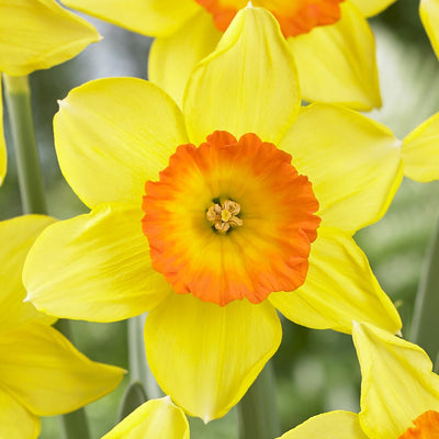 Daffodil Love Day 2 Pkdaflda 2025 - Garden Express Australia