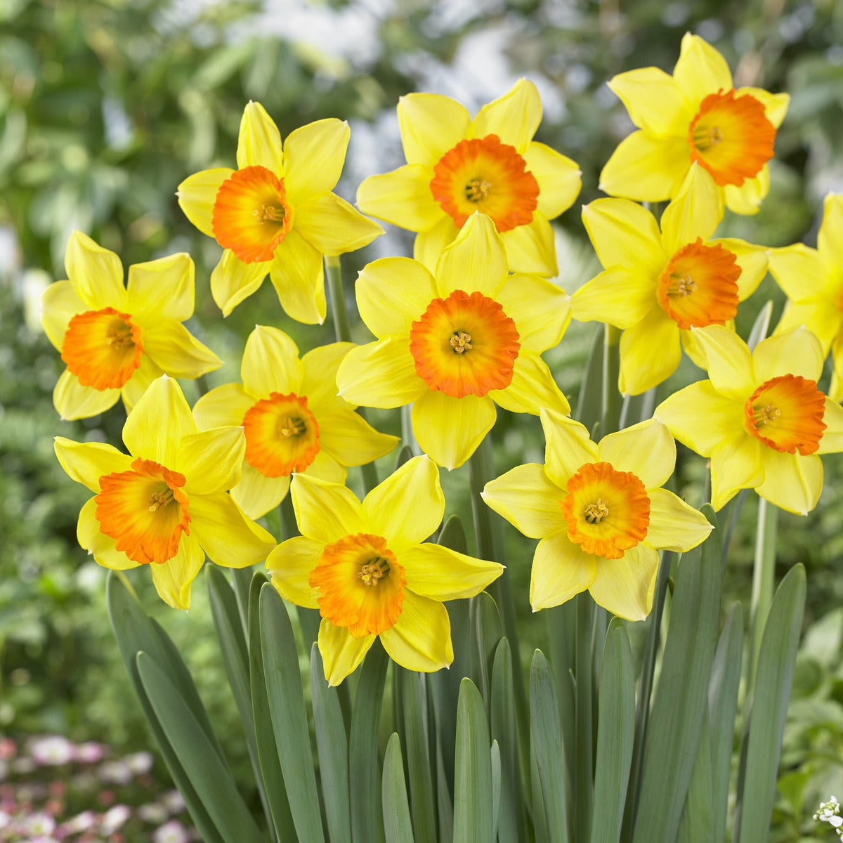 Daffodil Love Day Pkdaflda 2025 - Garden Express Australia
