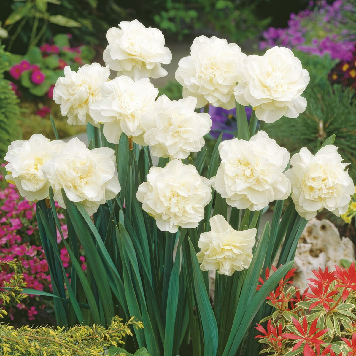 Daffodil Obdam Pkdafobd 2 - Garden Express Australia