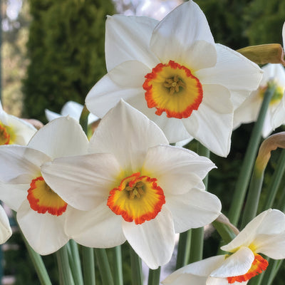 Daffodil Poetry In Moton Pkdafpim - Garden Express Australia