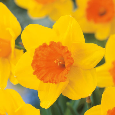 Daffodil Pimpernel Pkdafpmp 2 - Garden Express Australia