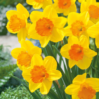 Daffodil Pimpernel Pkdafpmp 2025 - Garden Express Australia