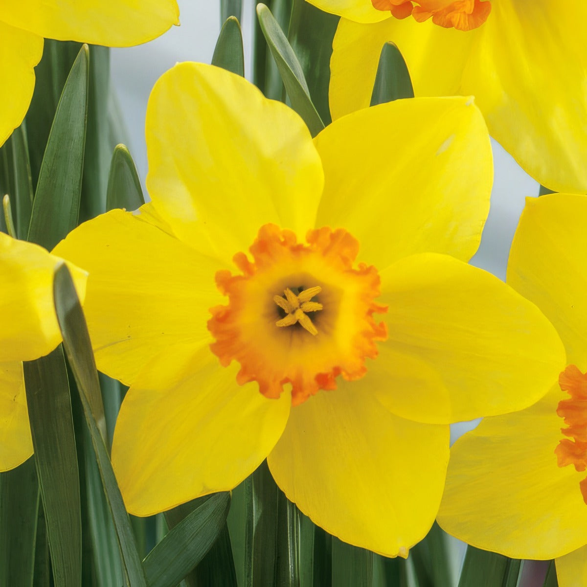 Daffodil Red Devon 2 Pkdafrde 2026 - Garden Express Australia