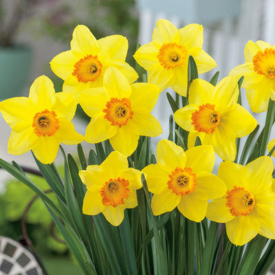 Daffodil Red Devon Pkdafrde 2026 - Garden Express Australia